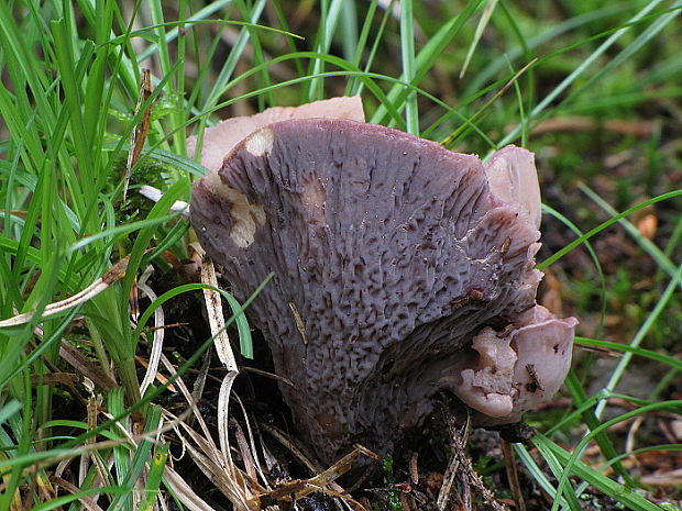 lievikovec kyjakovitý Gomphus clavatus (Pers.) Gray