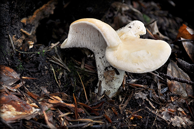 jelenka poprehýbaná Hydnum repandum L.