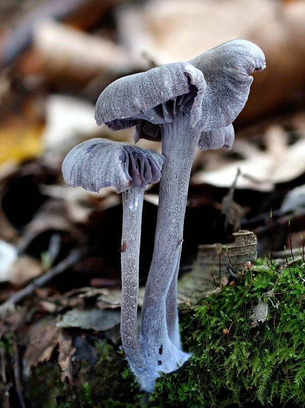 lakovka ametystová Laccaria amethystina (Huds.) Cooke