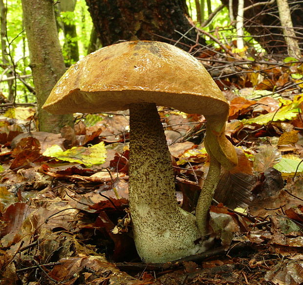 kozák brezový Leccinum scabrum (Bull.) Gray