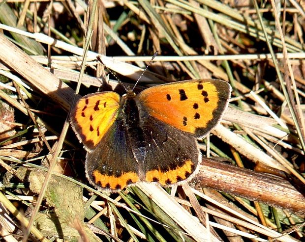 ohniváčik čiernokrídly Lycaena phlaeas