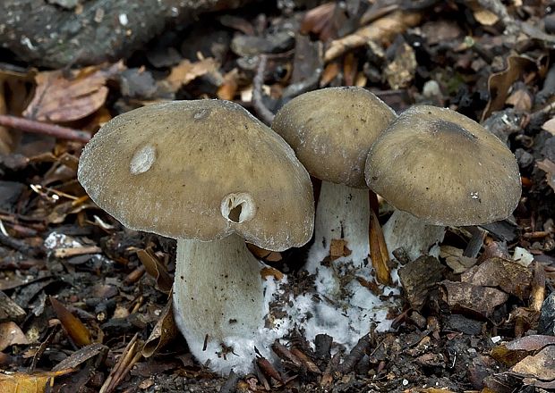 strmulec Lyophyllum sp.