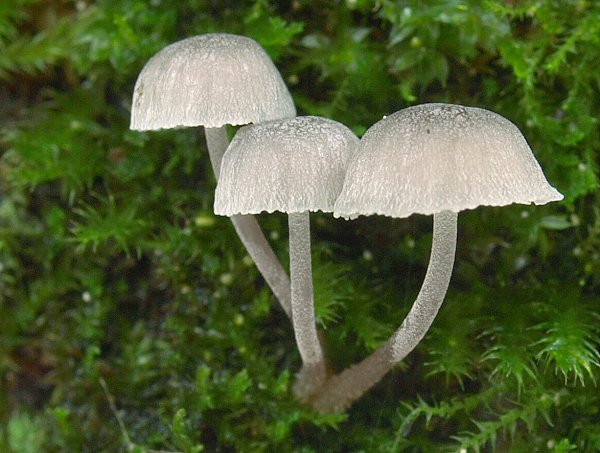 prilbička Mycena sp.