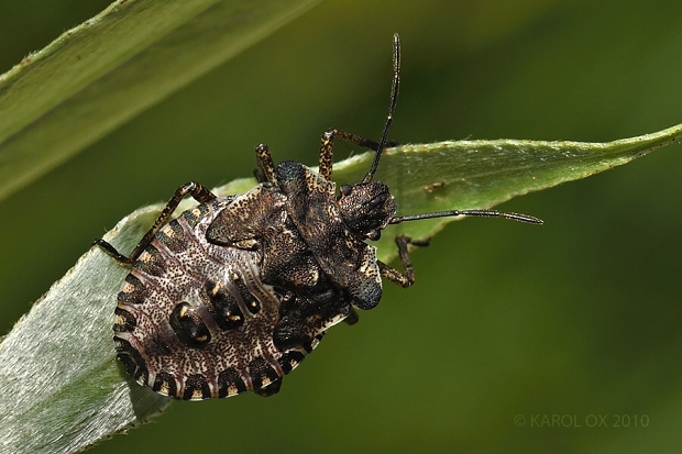 bzdocha červenonohá Pentatoma rufipes