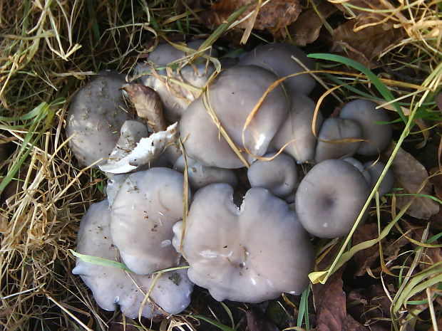 hliva ustricovitá Pleurotus ostreatus (Jacq.) P. Kumm.