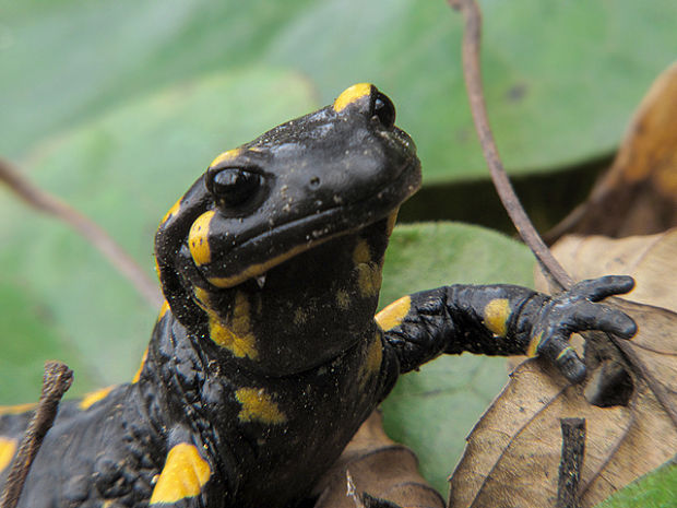 salamandra škvrnitá Salamandra salamandra