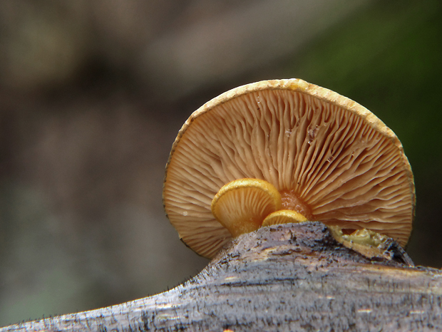 pňovka neskorá Sarcomyxa serotina (Pers.) P. Karst.