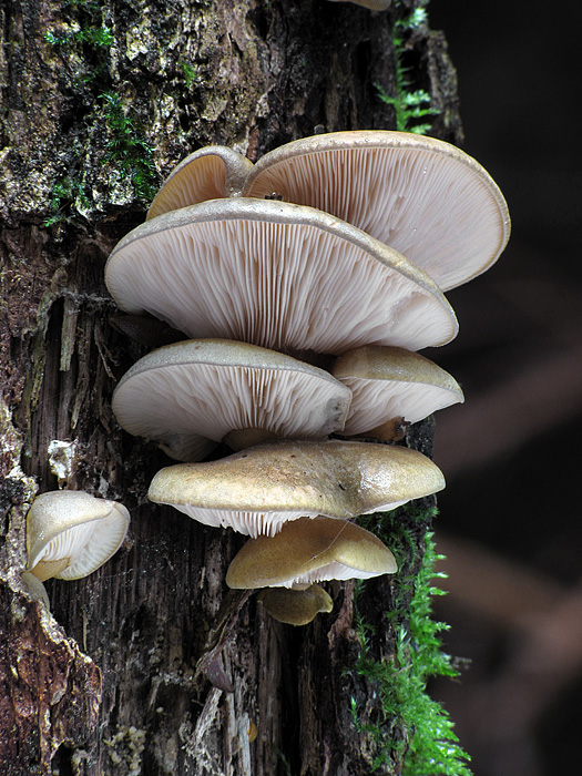 pňovka neskorá Sarcomyxa serotina (Pers.) P. Karst.