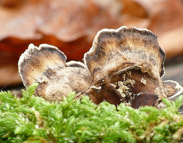 trúdnikovec pestrý? Trametes versicolor? (L.) Lloyd