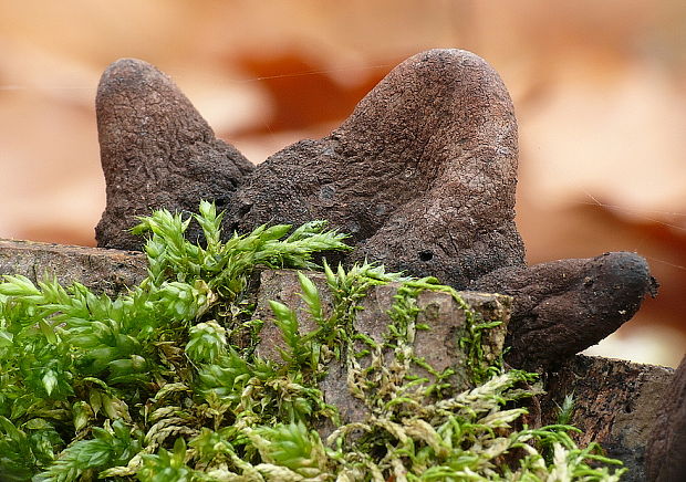 drevnatec kyjakovitý Xylaria polymorpha (Pers.) Grev.