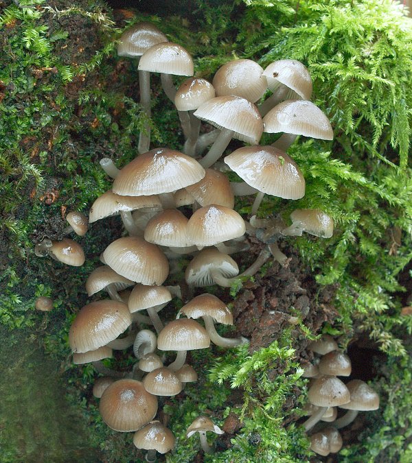 prilbička hnedosivá Mycena tintinnabulum (Paulet) Quél.