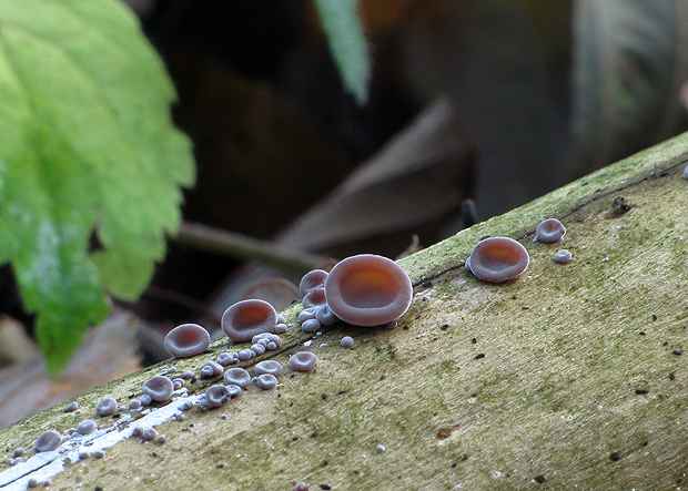 uchovec bazový Auricularia auricula-judae (Bull.) Quél.