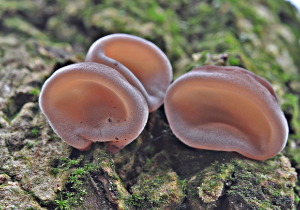 uchovec bazový Auricularia auricula-judae (Bull.) Quél.