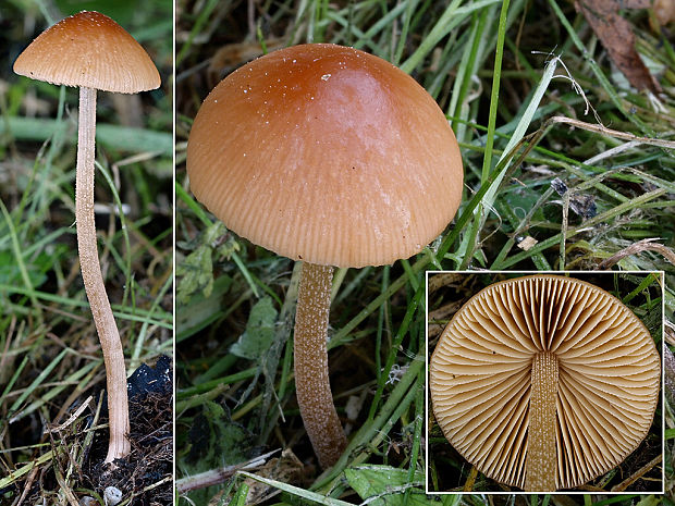 kapucňovec Conocybe cf. subpubescens P.D. Orton