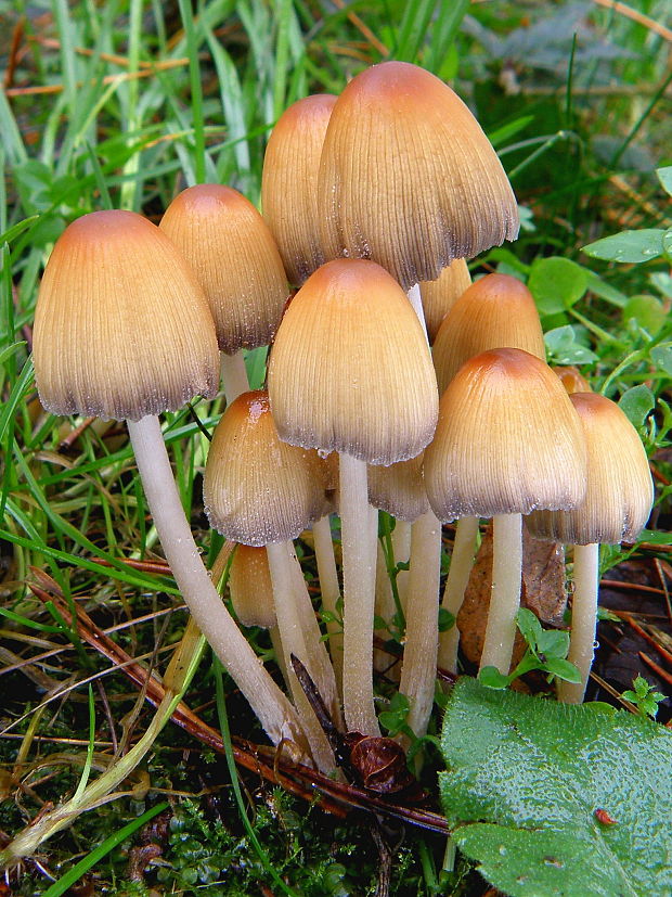 hnojník Coprinus sp.