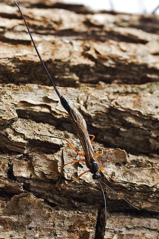 lumok Dolichomitus cf. imperator