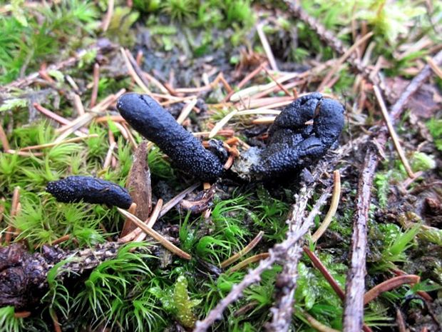 žezlovka srnková Elaphocordyceps ophioglossoides (Ehrh.) G. H. Sung, J. M. sung, Hywel - Jones, Spatafora