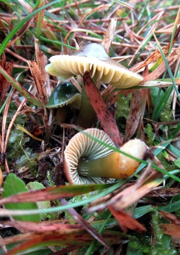 lúčnica žltozelená Gliophorus psittacinus (Schaeff.) Herink