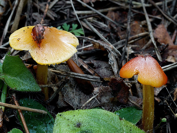 lúčnica kužeľovitá Hygrocybe conica (Schaeff.) P. Kumm.