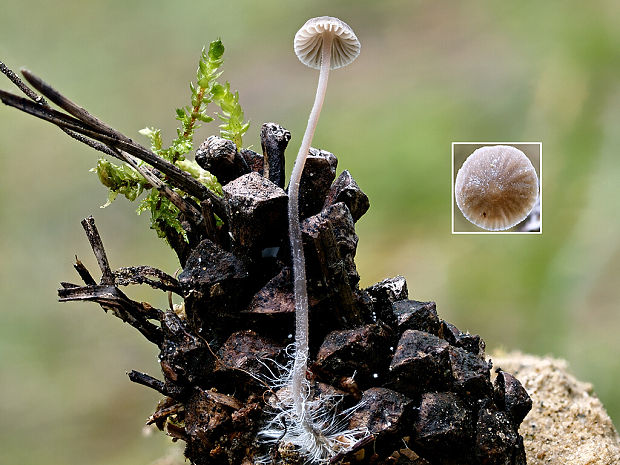 prilbička Mycena sp.