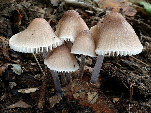 prilbička zefírová Mycena zephirus (Fr.) P. Kumm.