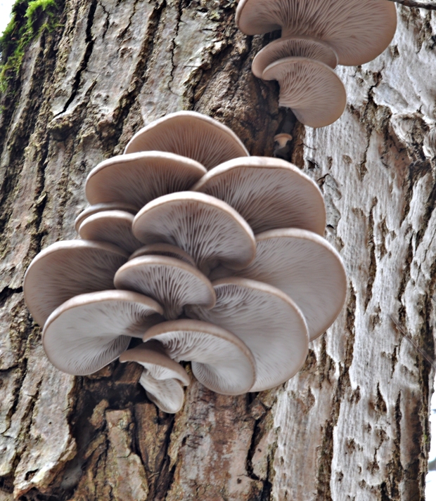 hliva ustricovitá Pleurotus ostreatus (Jacq.) P. Kumm.