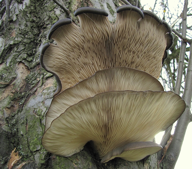 hliva ustricovitá-hlíva ústřičná Pleurotus ostreatus (Jacq.) P. Kumm.