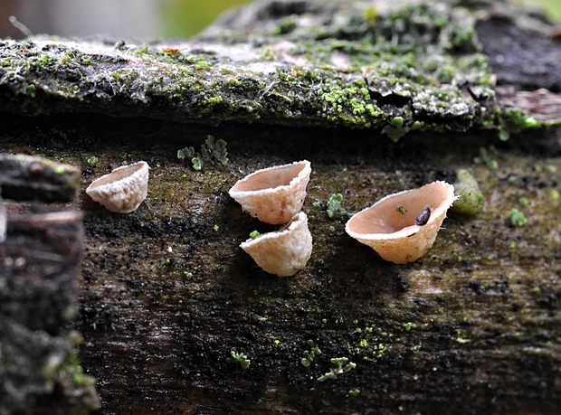 škľabka plstnatá Schizophyllum amplum (Lév.) Nakasone