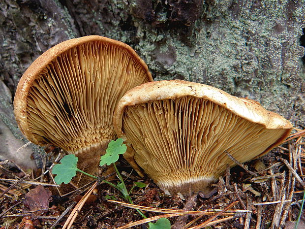 čechračka tmavohlúbiková Tapinella atrotomentosa (Batsch) Šutara