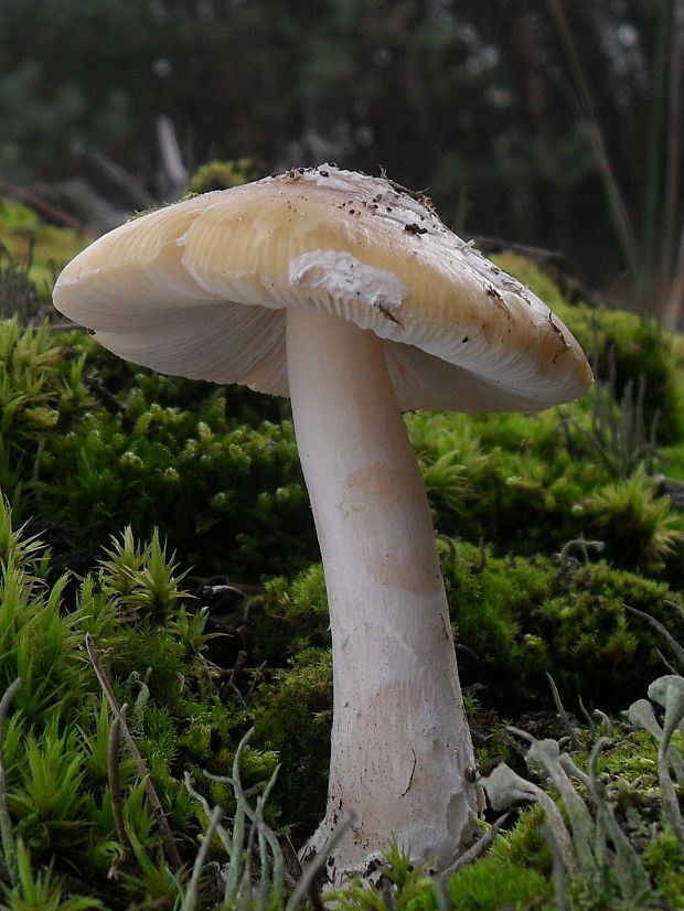 muchotrávka Amanita sp.