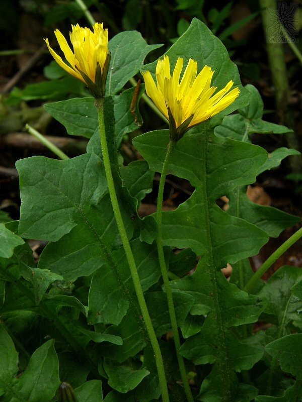 razivka smradľavá Aposeris foetida  (L.) Less.