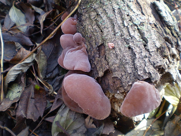 uchovec bazový Auricularia auricula-judae (Bull.) Quél.