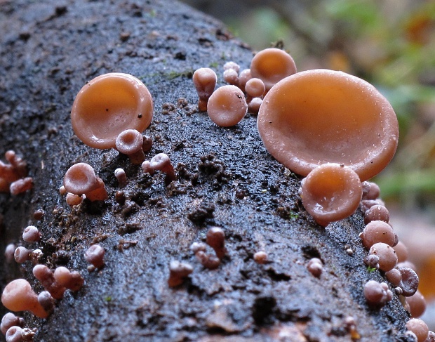 uchovec bazový Auricularia auricula-judae (Bull.) Quél.