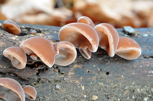 uchovec bazový Auricularia auricula-judae (Bull.) Quél.