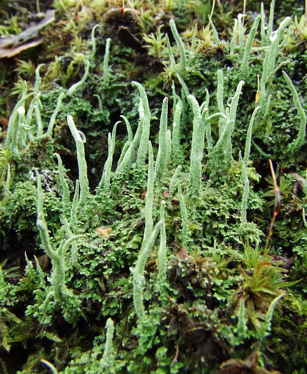 dutohlávka končistá Cladonia coniocraea auct. non (Flörke) Spreng.