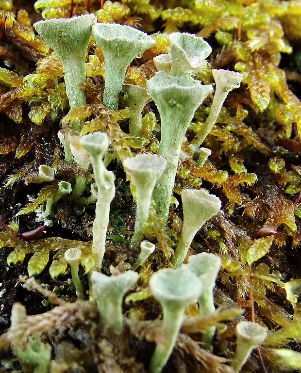 dutohlávka riasnatá Cladonia fimbriata (L.) Fr.