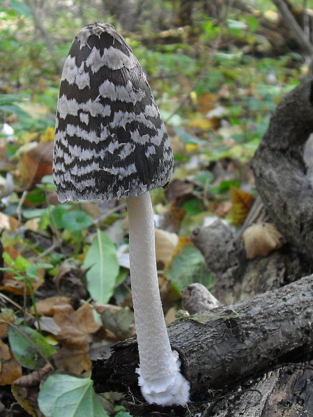 hnojník strakatý Coprinopsis picacea (Bull.) Redhead, Vilgalys & Moncalvo