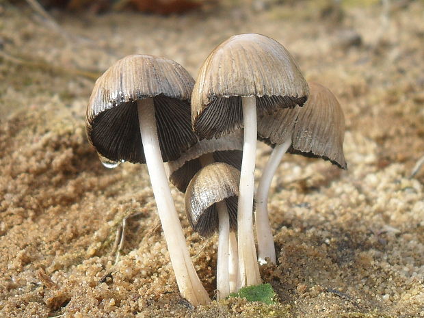 hnojník Coprinus sp.