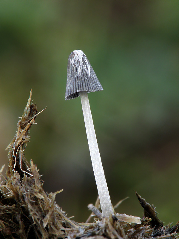 hnojník Coprinus sp.