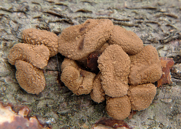 dutinovka otrubnatá Encoelia furfuracea (Roth) P. Karst.