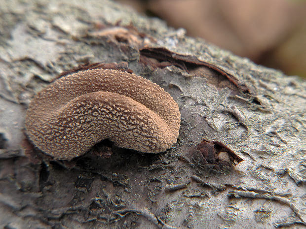 dutinovka otrubnatá Encoelia furfuracea (Roth) P. Karst.