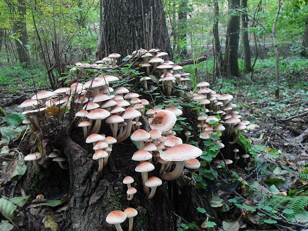 strapcovka tehlovočervená Hypholoma lateritium (Schaeff.) P. Kumm.