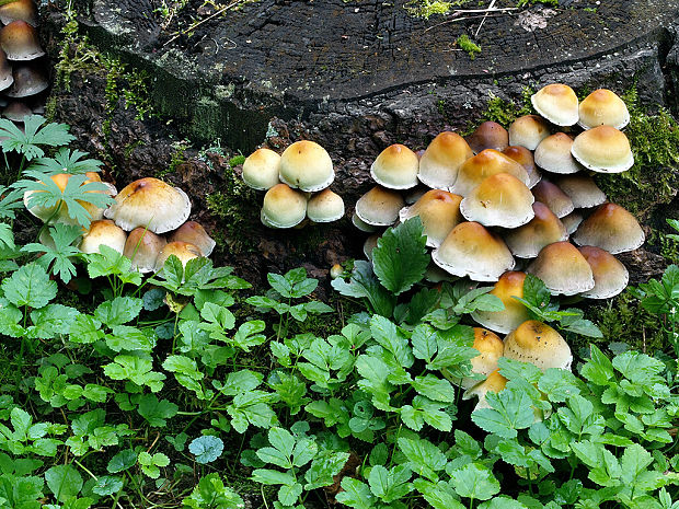 strapcovka Hypholoma sp.