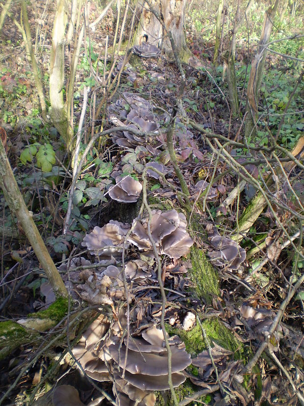 hliva ustricovitá Pleurotus ostreatus (Jacq.) P. Kumm.