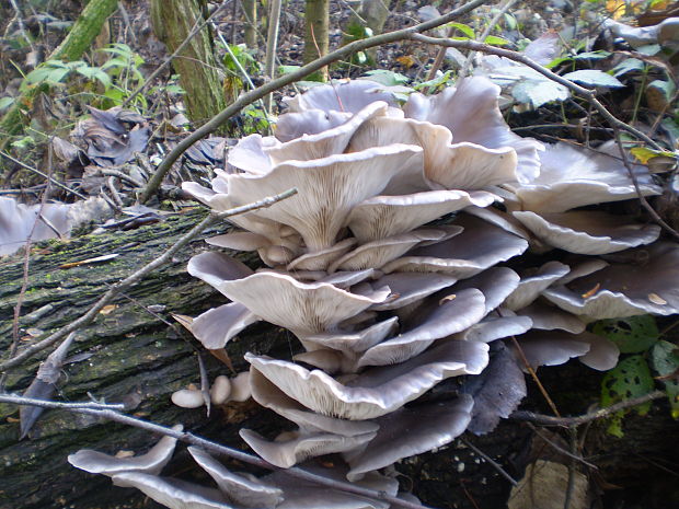 hliva ustricovitá Pleurotus ostreatus (Jacq.) P. Kumm.