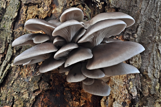 hliva ustricovitá Pleurotus ostreatus (Jacq.) P. Kumm.