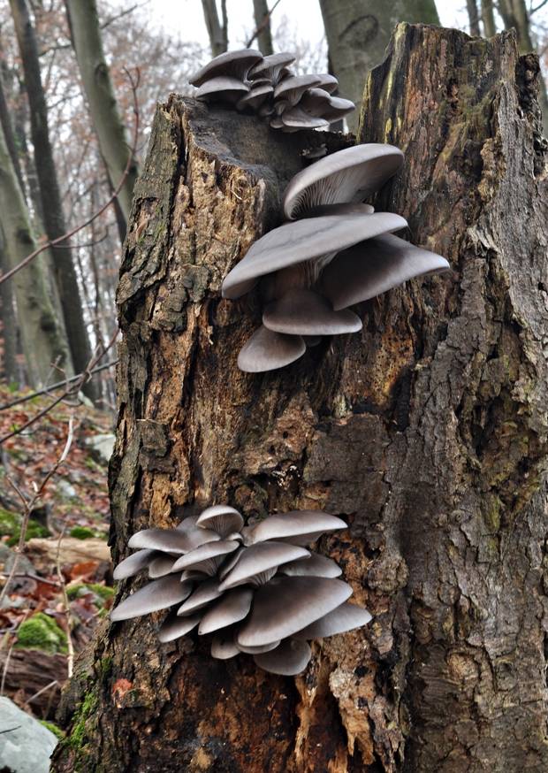 hliva ustricovitá Pleurotus ostreatus (Jacq.) P. Kumm.