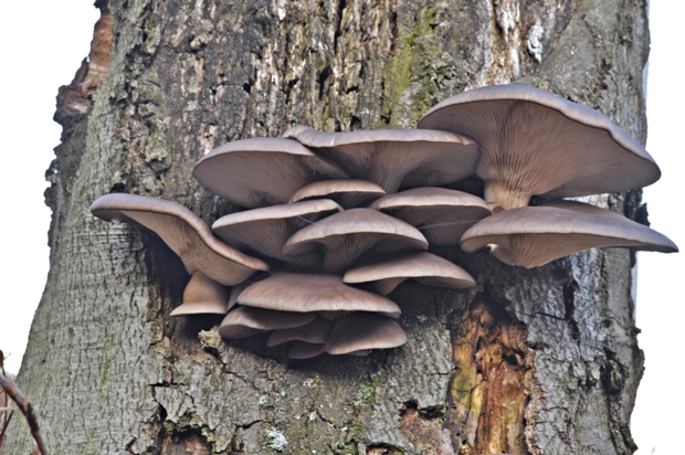 hliva ustricovitá Pleurotus ostreatus (Jacq.) P. Kumm.