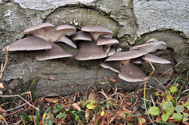 hliva ustricovitá Pleurotus ostreatus (Jacq.) P. Kumm.