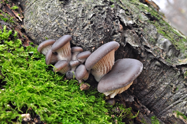 hliva ustricovitá Pleurotus ostreatus (Jacq.) P. Kumm.